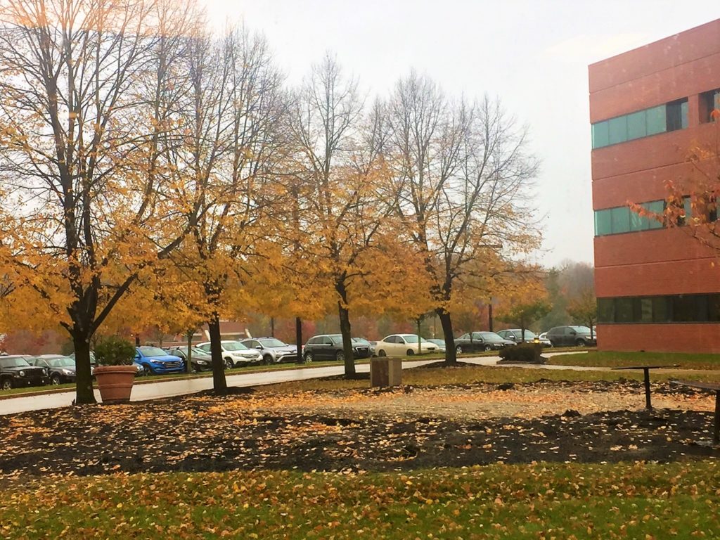 Remaining yellow leaves on trees, Radnor Financial Center